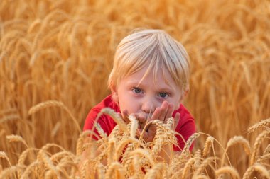 Olgun buğday saplarında saklanan sevimli sarışın çocuk. Çocuk sahada oynuyor.