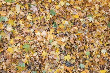 Sarı düşen sonbahar yaprakları. Soyut arkaplan. Sonbahar arkaplanı.