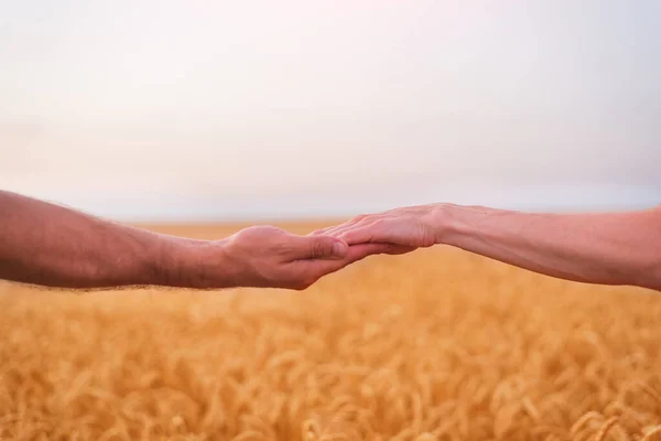 Man Woman Holding Hand Field Ripe Wheat Background Harmony Unity — Stock Photo, Image