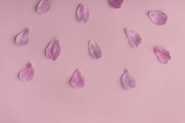 Pembe arka planda narin pembe yapraklar. Çiçek arka planı.