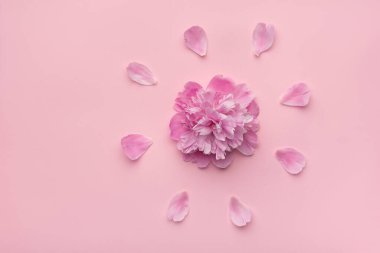 Pembe şakayık pembe arka planda taç yapraklarıyla çevrili. Üst Manzara. minimalizm.