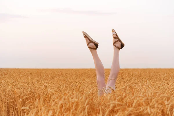 Feet in sandals upwards. Baby legs on sky background. Wheat field and legs