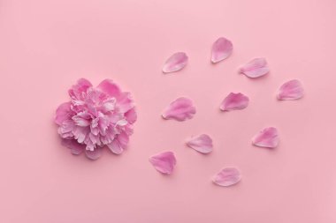 Yumuşak tüylü şakayık ve pembe arka planda çiçek yaprakları. Üst görünüm