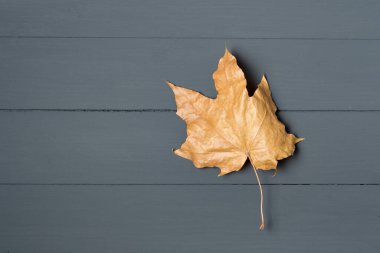 Siyah arka planda yalnız sonbahar yaprağı. Sarı akçaağaç yaprağı. Boşluğu kopyala.