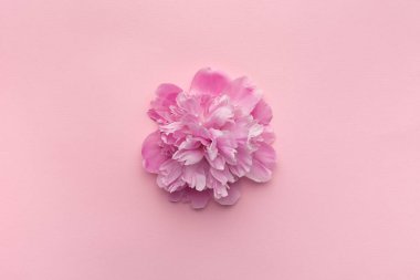 Çerçevenin ortasında pembe arka planda tüylü pembe şakayık. Çiçek arka planı.