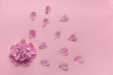 Pembe arka planda hafif şakayık ve çiçek yaprakları. Üst görünüm