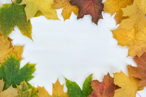 White background in frame of yellow autumn leaves. Template. Backdrop. Mock up.