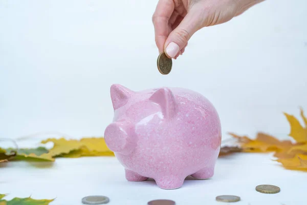 Hand throws coin in piggy Bank on white background. Coin Bank near autumn leaves. Accumulation of money.