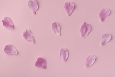 Çiçek arkaplan. Pembe arka planda zarif pembe yapraklar