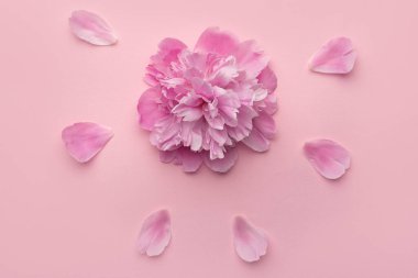 Pembe şakayık pembe arka planda taç yapraklarıyla çevrili. Üst görünüm.