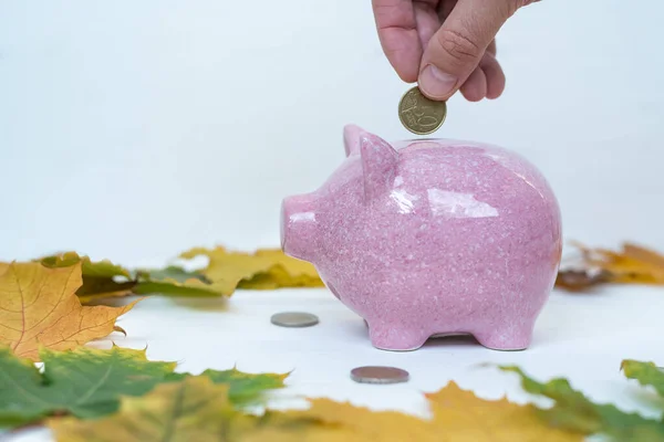 Hand puts coin in piggy Bank. Piggy Bank on white background next to autumn leaves. autumn sale concept.