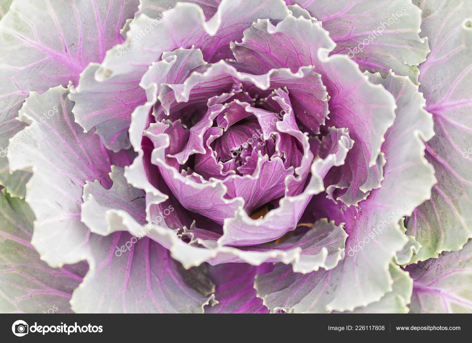Ornamental Cabbage Flowering Cabbage Acephala Group Kale Brassica