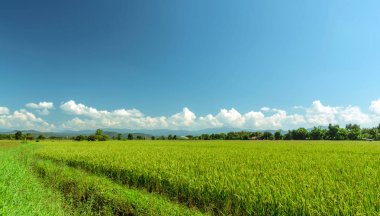 Yeşil under paddy ve mavi gökyüzü manzara Tayland