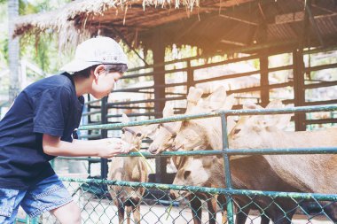 Çocuk gıda geyik için mutlu bir şekilde besleniyor