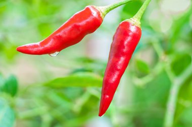 Su damlası yağmur bulanıklık yeşil yaprak üzerinde sonra ile kırmızı biber