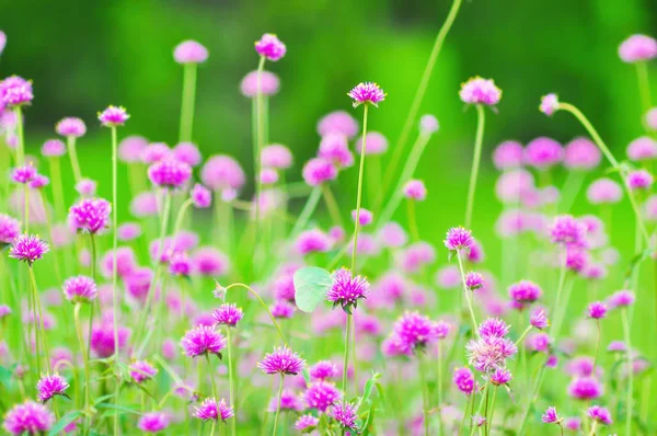 Petite Belle Fleur Violette Dans Jardin Vert — Photo