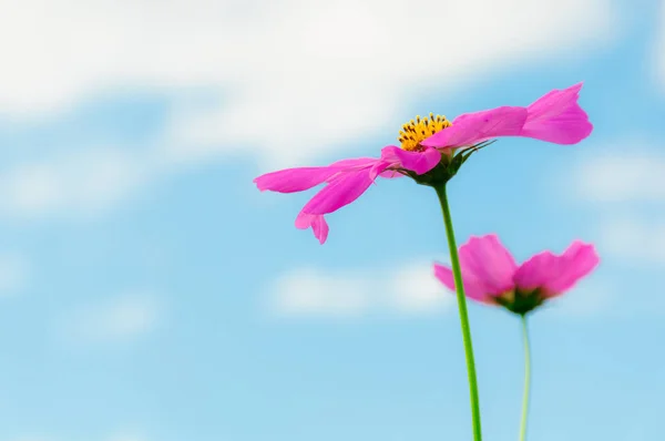 Pink cosmos flowers with blue sky and white clouds background