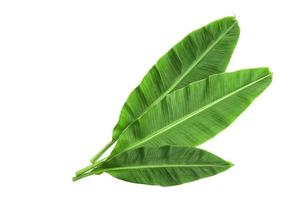 Feuilles Banane Isolées Sur Blanc — Photo