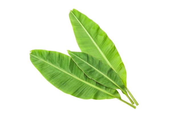 Banana Leaves Isolated White Photo Includes Clipping Path — Stock Photo, Image