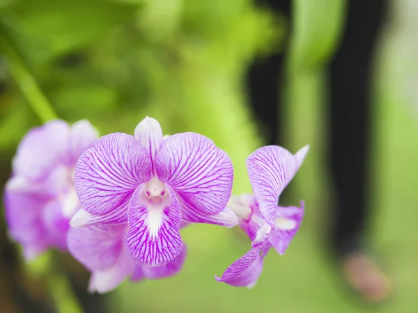 Orquídea Violeta Com Fundo Folhas Verdes — Fotografia de Stock