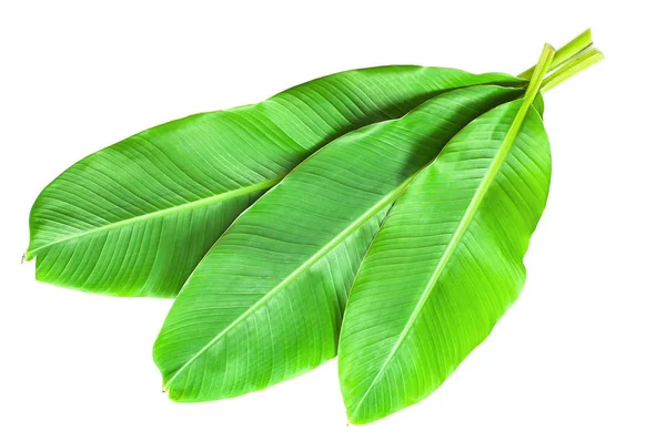 Banana Leaves Isolated White — Stock Photo, Image