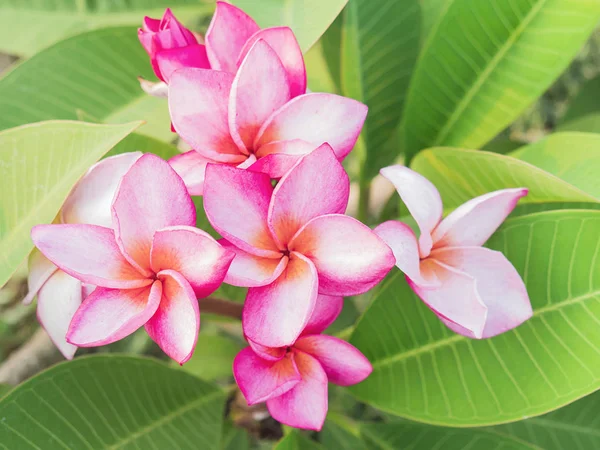 Pink Plumeria Flowers Green Leaves — Stock Photo, Image