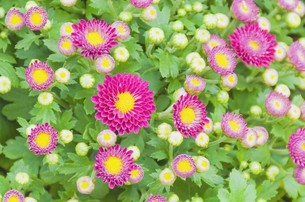 Petites Fleurs Chrysanthème Violet Dans Jardin — Photo