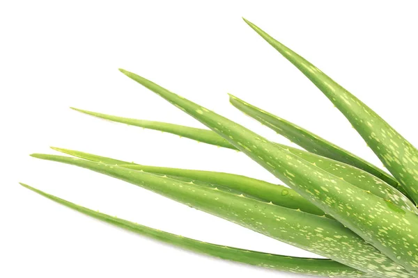 Färsk Aloe Vera Isolerade Över Vit Bakgrund — Stockfoto
