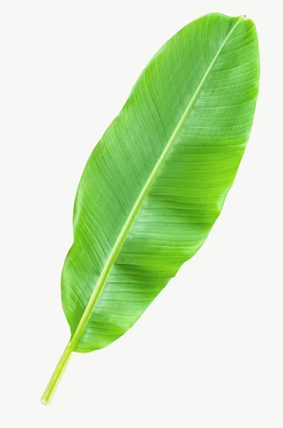 Banana Leaf Isolated White — Stock Photo, Image