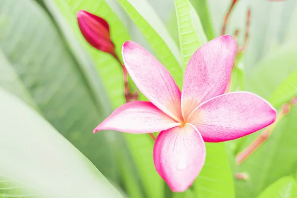 Selektiver Fokus Von Rosa Plumeria Mit Grünen Blättern Hintergrund — Stockfoto