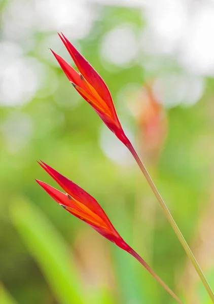 Helikonia Blumen Paradiesvogel Blumen — Stockfoto