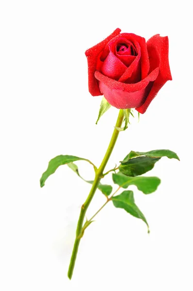 Rosa Rossa Isolata Bianco — Foto Stock
