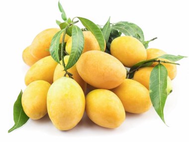 Ma saldırın, mayongchid, Erik mango, marian mango veya bouea macrophylla yaprakları ile