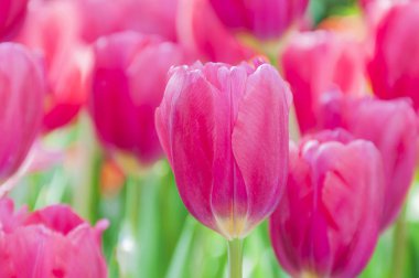 Parlak bahçe içinde pembe laleler