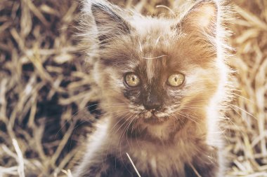 Saman arka plan ile yaramaz kahverengi yavru kedi
