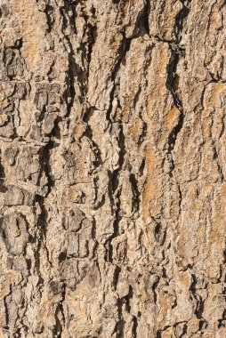 Ahşap tahıl doku arka plan kullanmak için