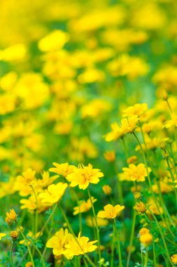 Yeşil yaprakları ile küçük sarı çiçekler. 