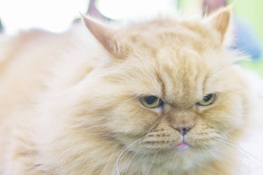 Sevimli yaramaz kedi closeup