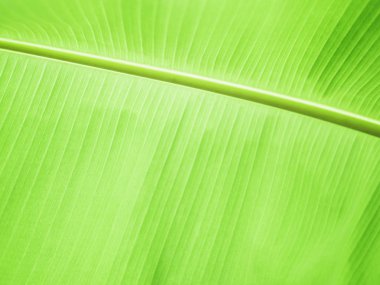 Yumuşak yeşil muz yaprak arka plan