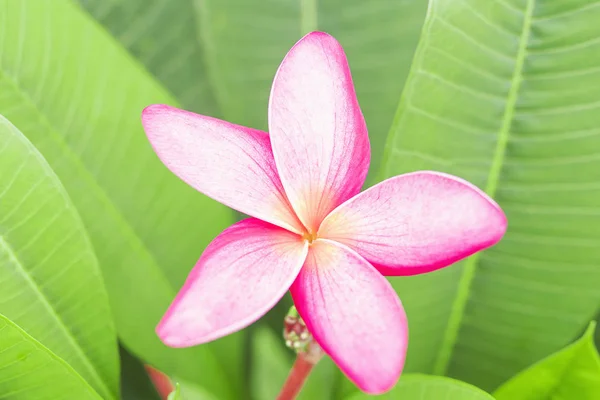 Selektivní Fokus Růžové Plumeria Zelenými Listy Pozadím — Stock fotografie