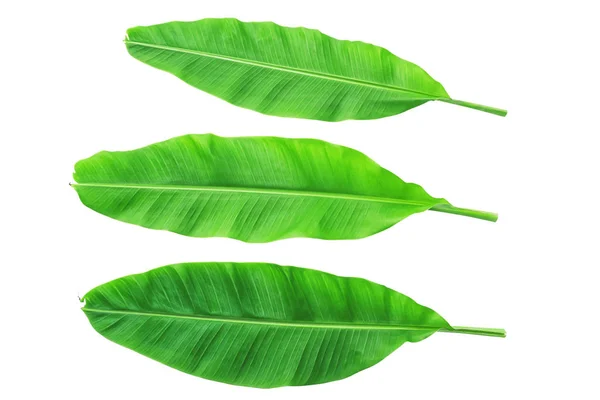 Banana Leaves Isolated White — Stock Photo, Image