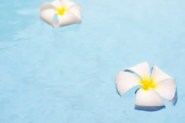 Witte Plumeria Met Water Zwembad Achtergrond — Stockfoto