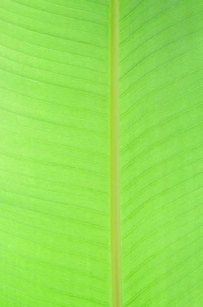 Bananenblatt Textur Hintergrund — Stockfoto