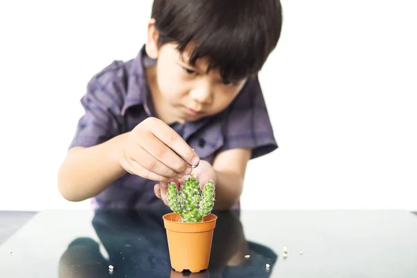 Asian lovely boy planting small cactus isolated over white