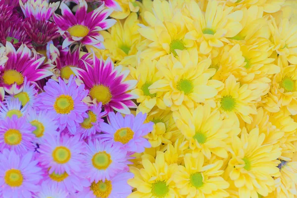 Colorful Yellow Light Purple Mix Purple White Chrysanthemum Flowers — Stock Photo, Image