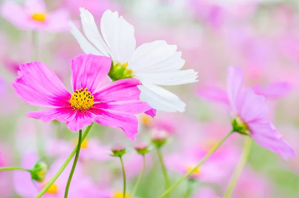 Fleurs Cosmos Violet Dans Champ — Photo