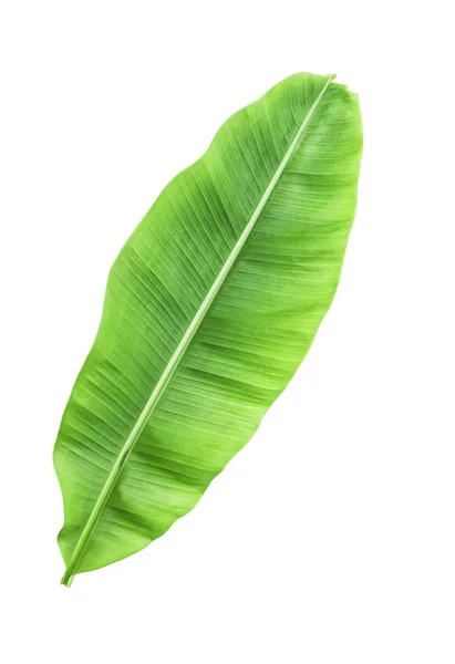 Banana Leave Isolated White Clipping Path — Stock Photo, Image