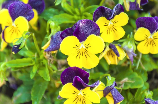 Pansy flowers in tidy garden