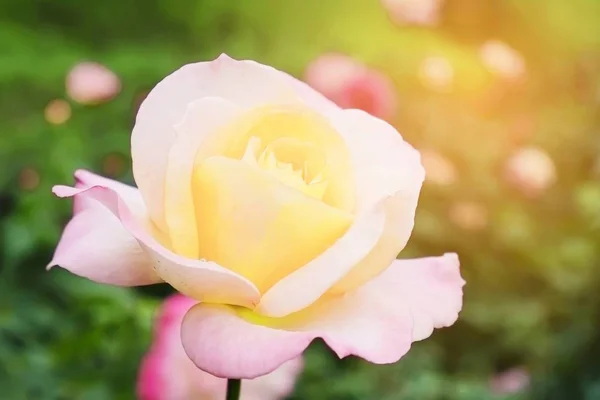 Schöne Weiße Rosa Rose Grünem Garten — Stockfoto