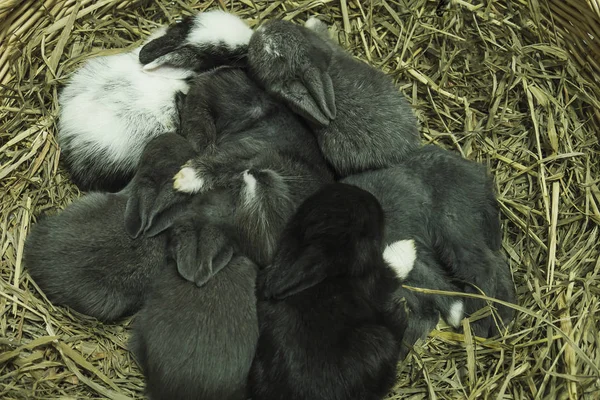 Small Lovely14 Day Little Local Thai Rabbits — Stock Photo, Image